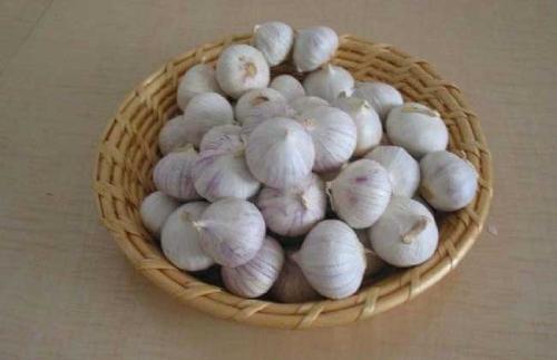 健康养生 益生元 大蒜