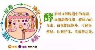 喝酵素的排毒