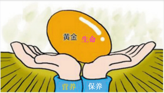<<营养和保养决定健康程度>>